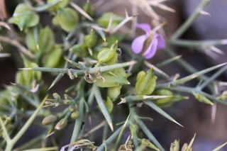 Zilla spinosa (L.) Prantl subsp. macroptera (Cosson) Maire et Weiller [13/13]