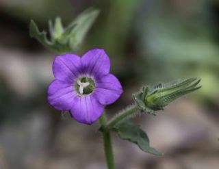Campanula afra Cav. [12/14]