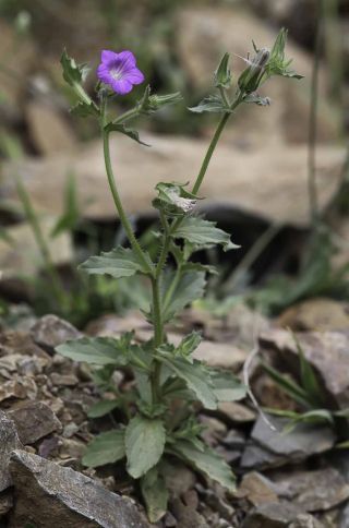 Campanula afra Cav. [14/14]