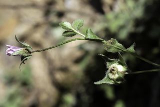 Campanula groupe filicaulis [8/11]