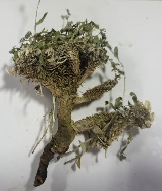 Campanula saxifragoides Doum. [9/16]
