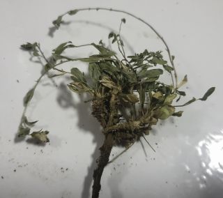 Campanula saxifragoides Doum. [10/16]