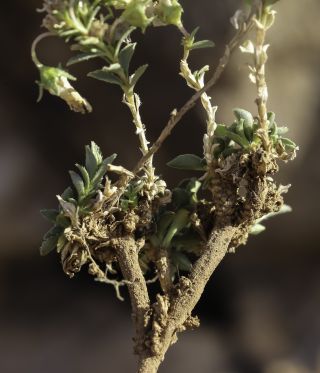 Campanula saxifragoides Doum. [16/16]