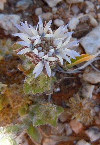 Jasione montana L. subsp. cornuta (Ball) Greuter & Burdet [2/3]
