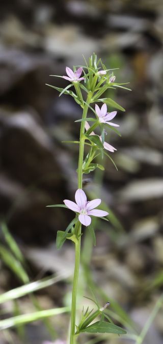 Legousia falcata (Ten.) Fritsch ex Janch. [4/9]
