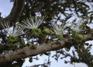 Maerua crassifolia Forsskal [1/17]