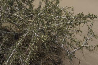 Maerua crassifolia Forsskal [13/17]