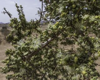 Maerua crassifolia Forsskal [10/17]