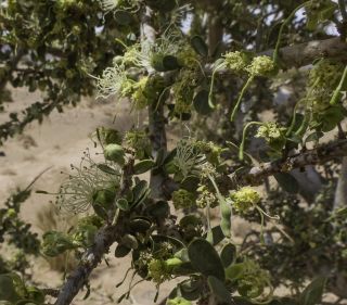 Maerua crassifolia Forsskal [11/17]