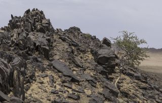 Maerua crassifolia Forsskal [12/17]