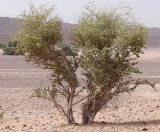 Maerua crassifolia Forsskal [14/17]