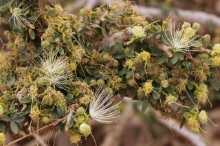 Maerua crassifolia Forsskal [15/17]