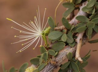 Maerua crassifolia Forsskal [16/17]
