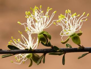 Maerua crassifolia Forsskal [17/17]