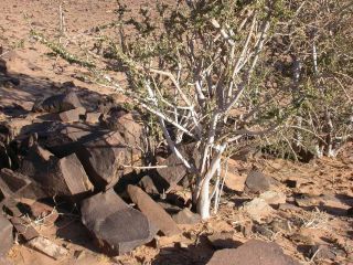 Maerua crassifolia Forsskal [2/17]