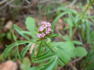 Centranthus calcitrapae (L.) Dufr. [1/11]