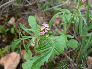 Centranthus calcitrapae (L.) Dufr. [2/11]