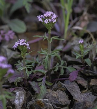 Centranthus calcitrapae (L.) Dufr. [8/11]