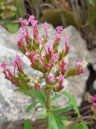 Centranthus calcitrapae (L.) Dufr. [10/11]