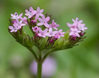 Centranthus calcitrapae (L.) Dufr. [4/11]