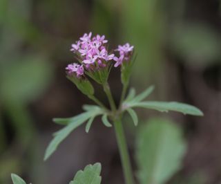 Centranthus calcitrapae (L.) Dufr. [5/11]