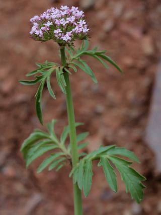 Centranthus calcitrapae (L.) Dufr. [7/11]