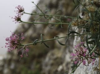 Centranthus nevadensis Boiss. subsp. nevadensis [2/4]