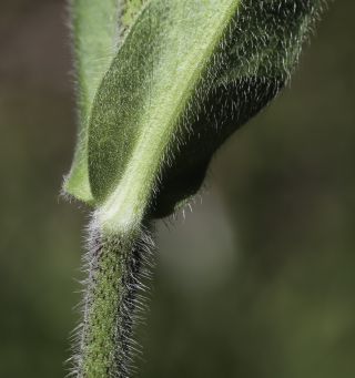Knautia mauritanica Pomel [5/15]