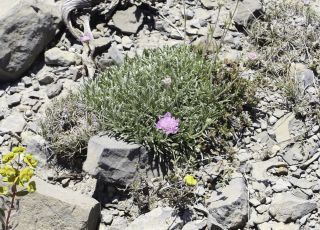 Lomelosia graminifolia (L.) Greuter & Burdet [1/10]