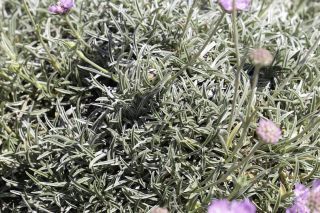 Lomelosia graminifolia (L.) Greuter & Burdet [8/10]