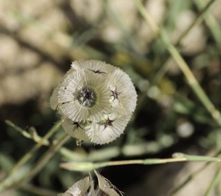 Lomelosia simplex subsp. dentata (Jord. & Fourr.) Greuter & Burdet [3/10]
