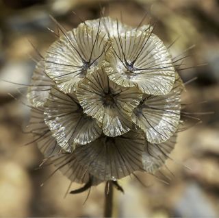 Lomelosia stellata (L.) Rafin. [2/7]
