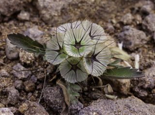 Lomelosia stellata (L.) Rafin. [7/7]