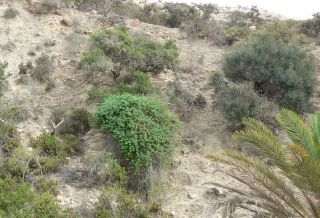 Lonicera biflora Desf. [4/4]