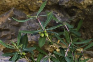 Lonicera pyrenaica L. subsp. pyrenaica [6/6]
