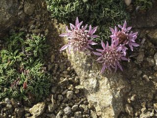 Pterocephalus depressus Coss. & Balansa subsp. depressus [2/14]