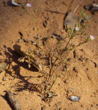 Arenaria emarginata Brot. subsp. emarginata [1/4]