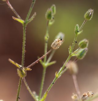 Arenaria emarginata Brot. subsp. emarginata [3/4]