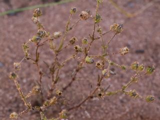 Arenaria emarginata Brot. subsp. emarginata [4/4]