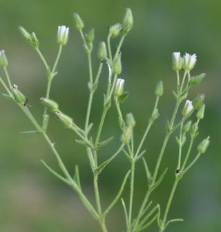 Arenaria emarginata Brot. subsp. emarginata [5/8]