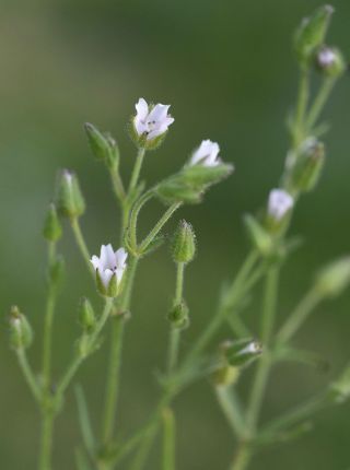 Arenaria emarginata Brot. subsp. emarginata [6/8]