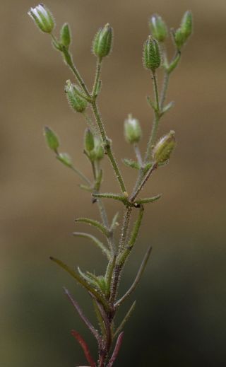 Arenaria emarginata Brot. subsp. emarginata [7/8]