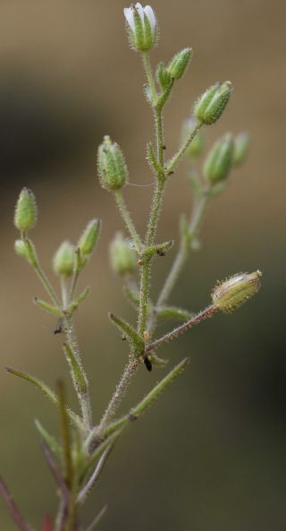 Arenaria emarginata Brot. subsp. emarginata [8/8]