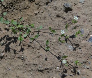 Arenaria gr. serpyllifolia [1/6]