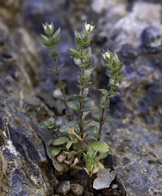 Arenaria gr. serpyllifolia [3/6]