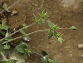 Arenaria gr. serpyllifolia [6/6]