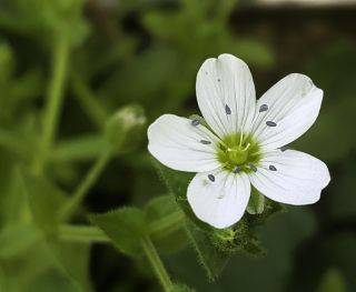 Arenaria hispanica Spreng. [4/7]