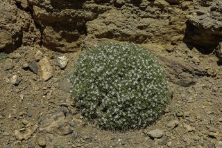 Arenaria pungens Lag. [1/4]