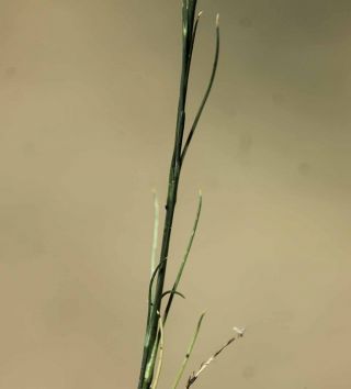 Bufonia tenuifolia L. [5/6]
