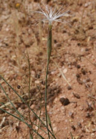 Dianthus crinitus Sm. [1/8]
